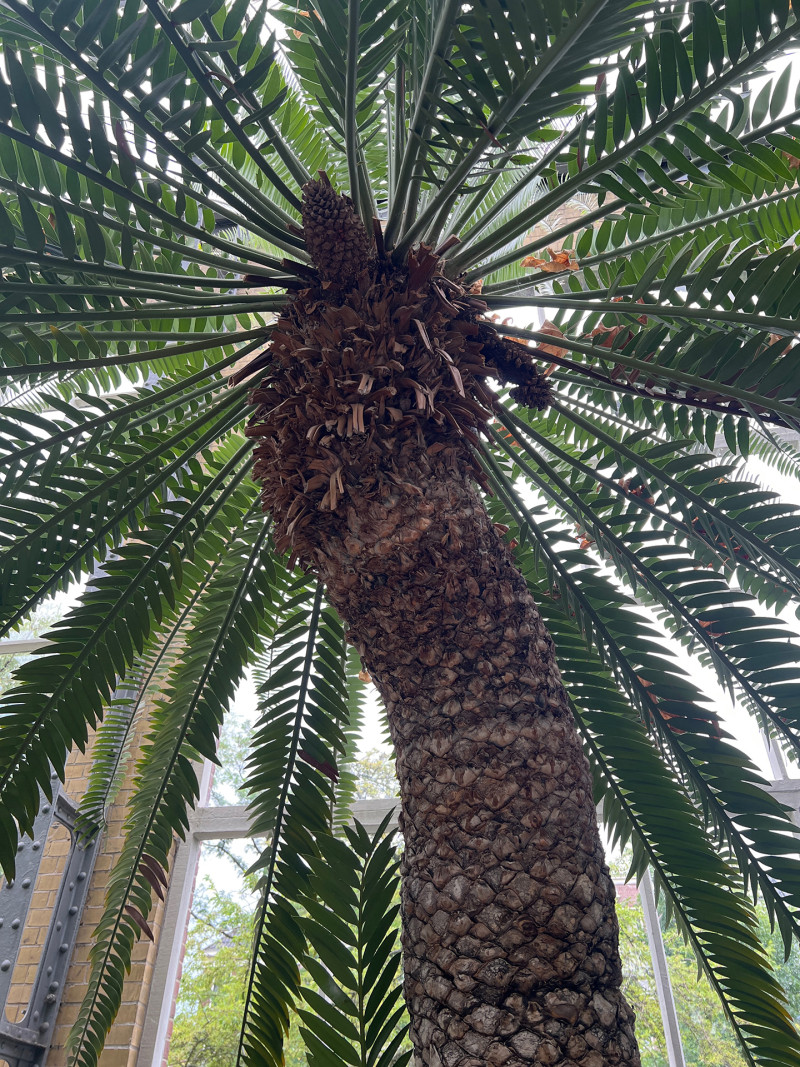 palmetto upskirt
