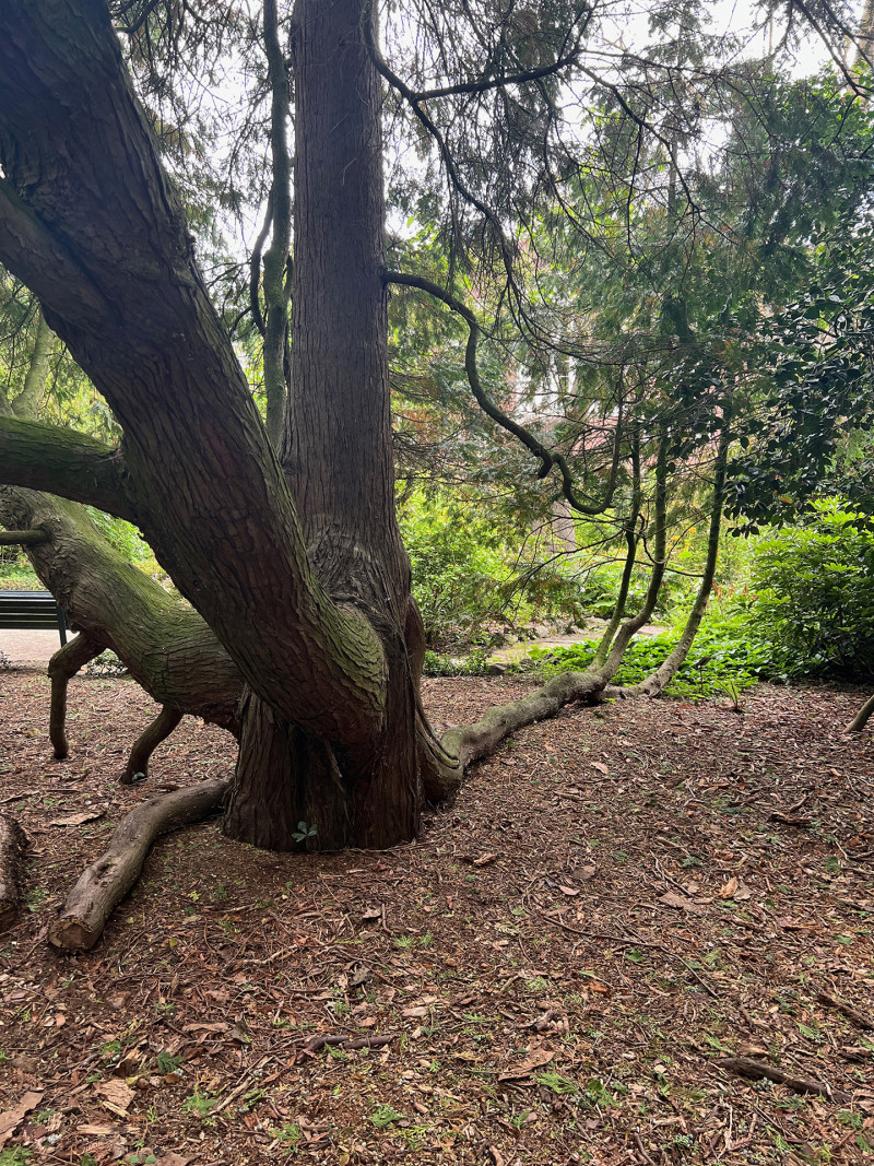 sometimes heavy tree branches get tired and droop
