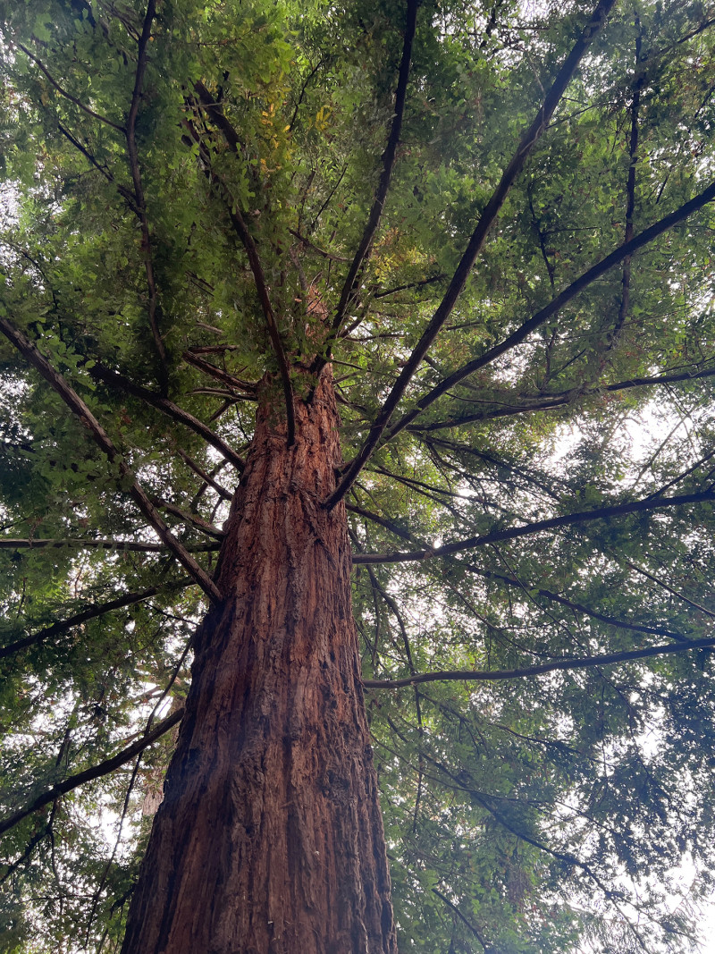 trunk and canopy of a redwood tree