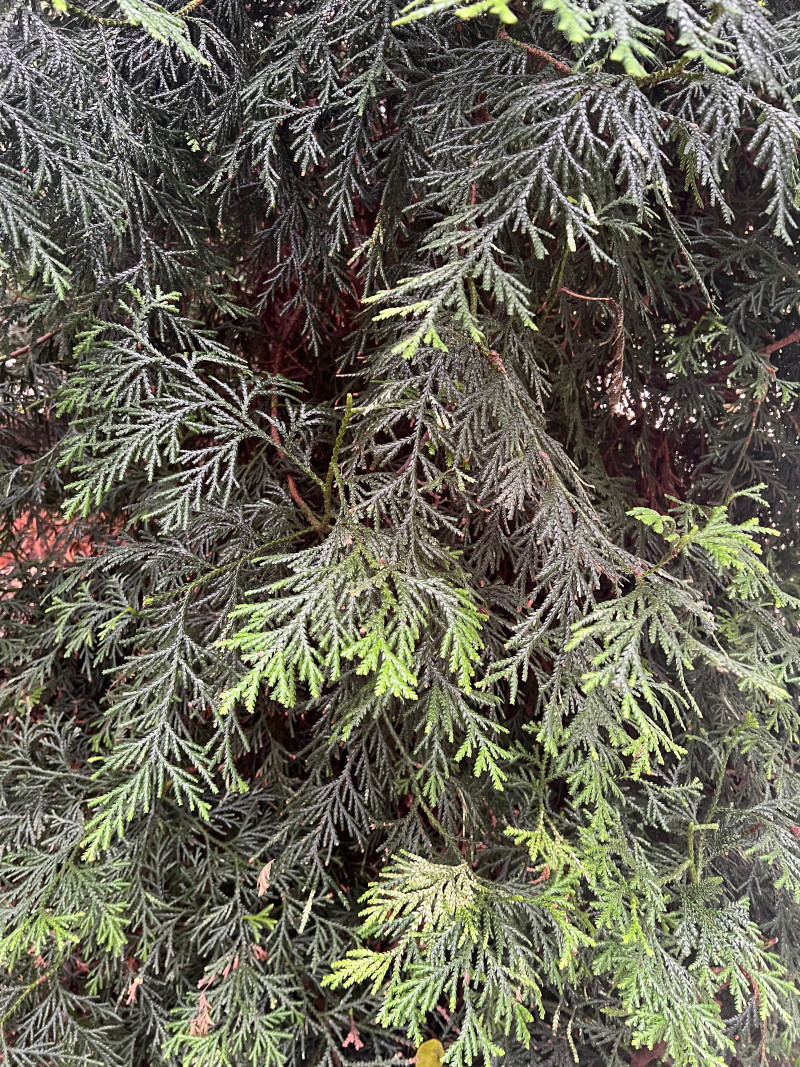view of spiny weird leaves on a conifer tree