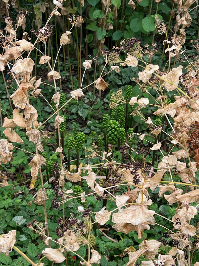 weird looking plant among normal looking plants